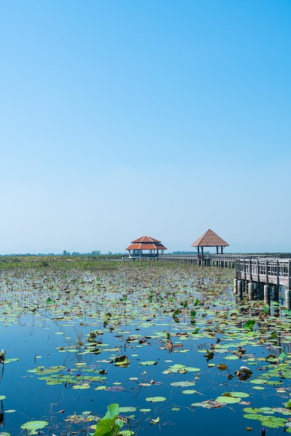 Sam Roi Yot Freshwater Marsh ou Bueng Bua Khao Sam Roi Yot National Park