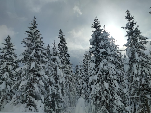 Foto schnee bedeckte kiefern im wald gegen den himmel