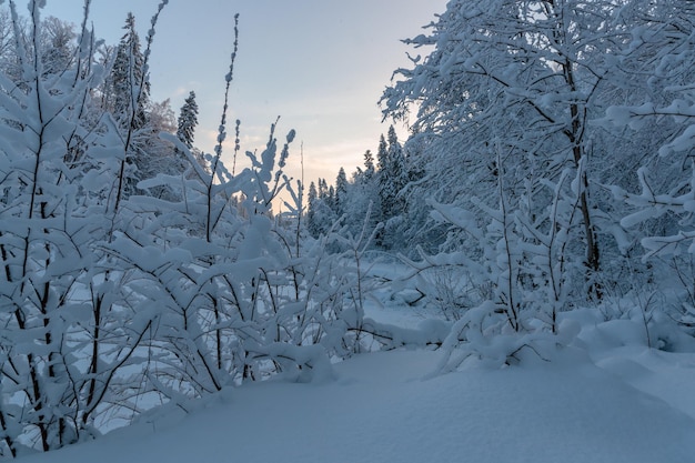 Foto schnee bedecktes land und bäume gegen den himmel