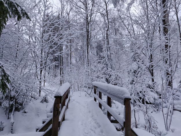 Foto schnee bedecktes land und nackte bäume im wald