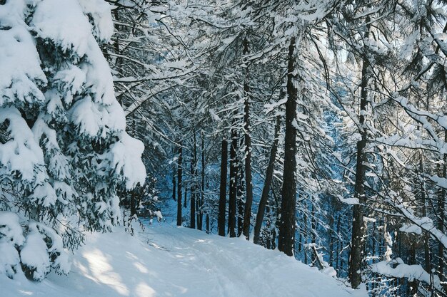 Foto schneebedeckte bäume im wald