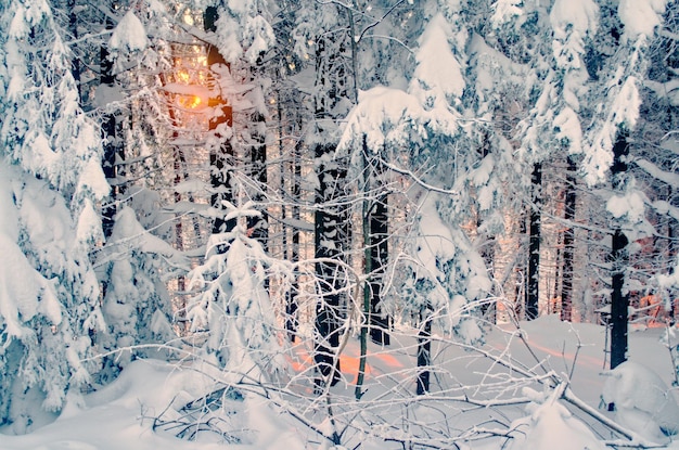 Foto schneebedeckte bäume