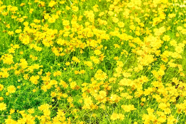 Schöne gelbe Blumen Dendranthema boreale auf sonniger grüner Wiese als Frühlings- und Sommernaturhintergrund