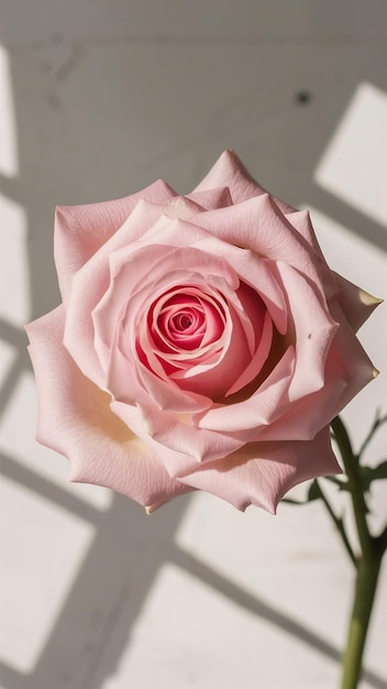 Foto schöne rosa rose im studio