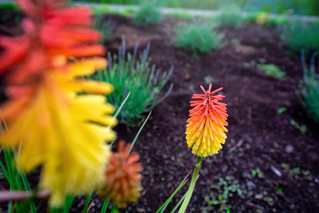 Schöne rote und gelbe Blumen auf unscharfem grünem Naturhintergrund im Garten