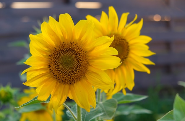 Schöne Sonnenblumen auf dem Hintergrund der untergehenden Sonne im Garten