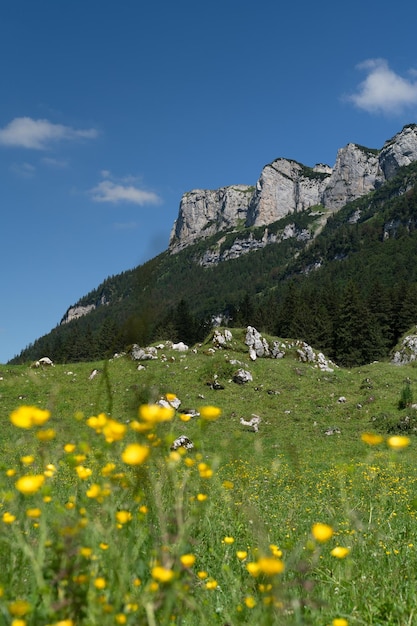 Foto schöner blick auf das meer und gelbe blumen gegen den himmel