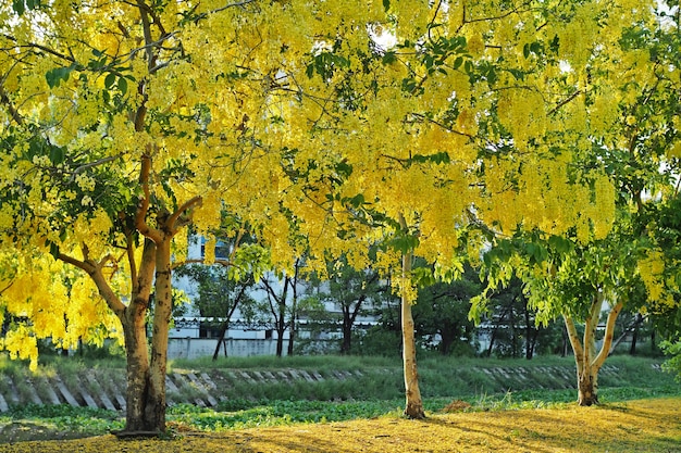 Schöner goldener Duschbaum im Garten