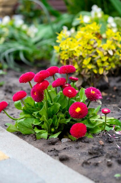 Foto schönes blumenbett mit blühenden roten gänseblümchen und anderen wachsenden pflanzen im hintergrund