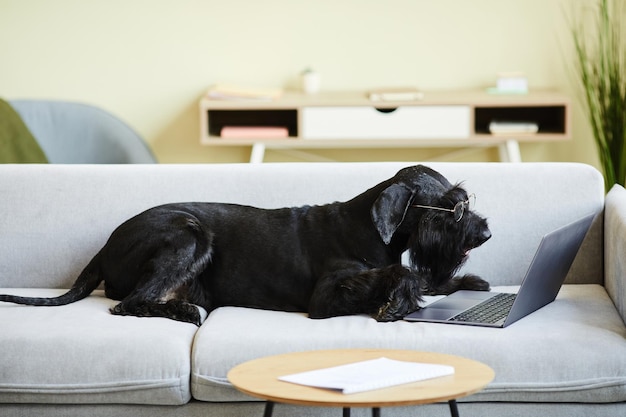 Schwarzer reinrassiger Hund mit Brille, der auf dem Sofa liegt und Videos auf dem Laptop im Wohnzimmer anschaut