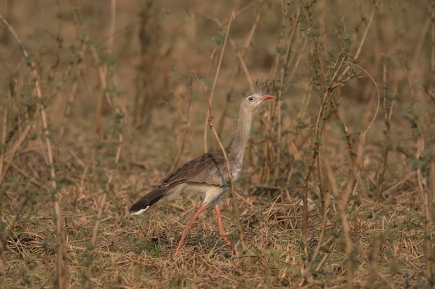 Seriema de patas vermelhas Mato Grosso Pantanal Brasil