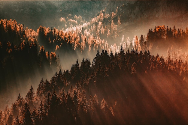 Foto silhouetten von bäumen im wald gegen den himmel beim sonnenuntergang