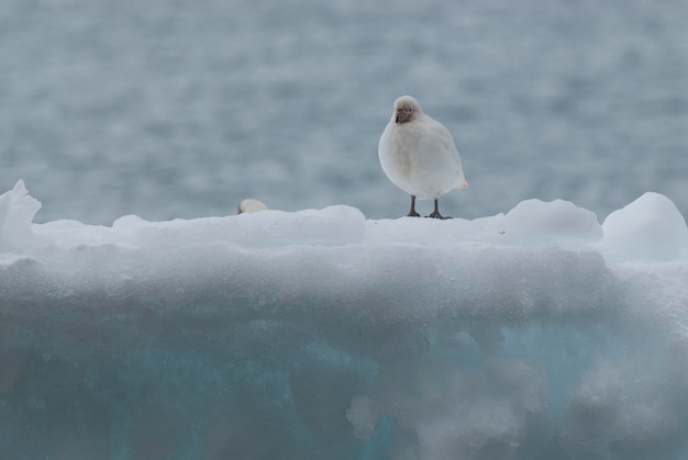 Snowy Sheathbill Chionis Alba no gelo Paulet Island Antártica