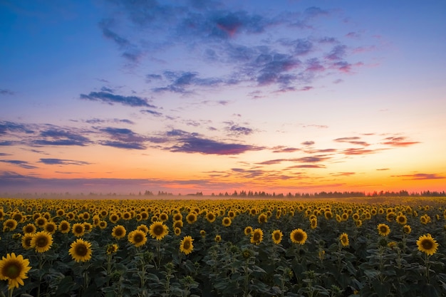 Sonnenblumenfeld im Sommer bei Sonnenuntergang