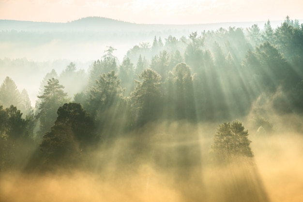 Foto sonnenstrahlen brechen durch den nebel