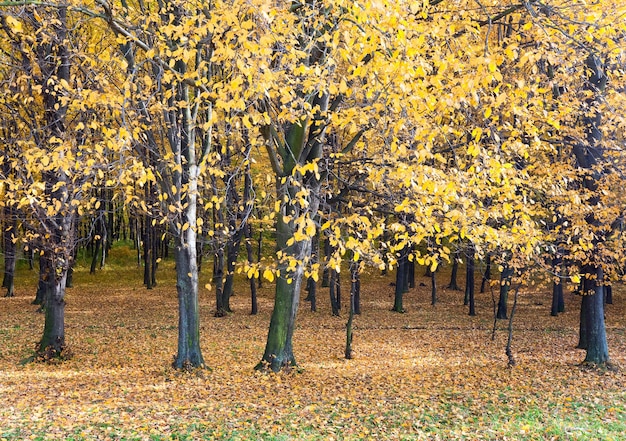 Sonniger herbstlicher Bergwald (am Berghang)