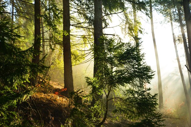 Strahlen wunderschönen Sonnenlichts in einem nebligen, nebligen Wald mit warmen, lebendigen Farben im Frühling in der Westtatra