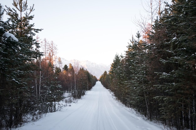 Foto straße inmitten von bäumen im wald gegen klaren himmel im winter