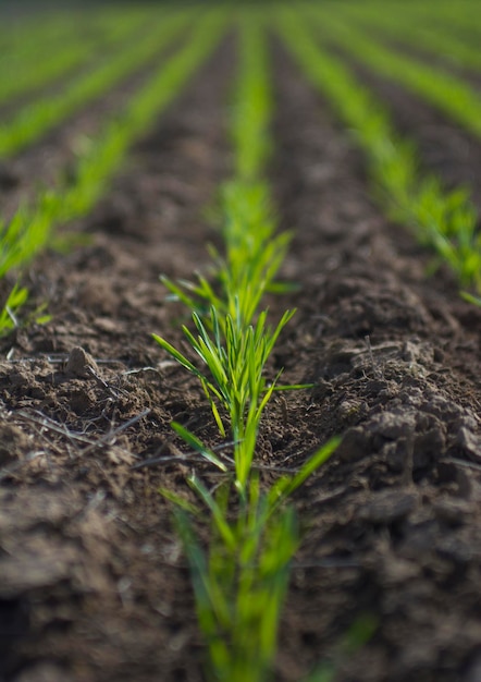 Sulcos em um campo cultivado Província de La Pampa Argentina