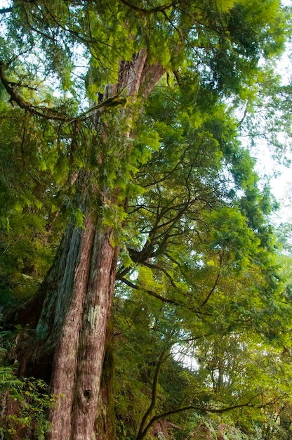 Taiwan Lala Mountain National Forest Schutzgebiet riesiger tausendjähriger heiliger Baum