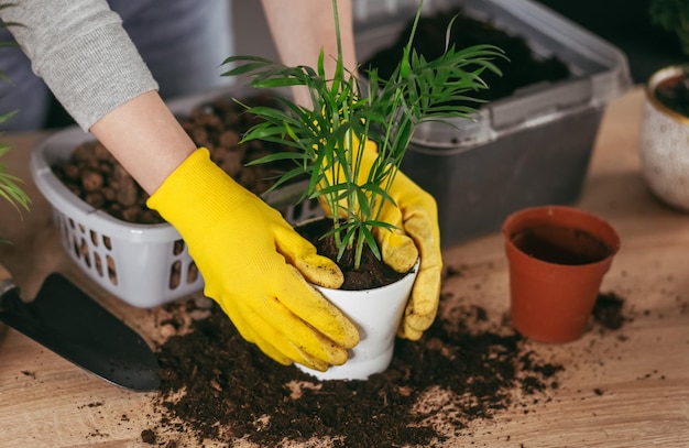 Tarefas domésticas para transplantar flores em um novo vaso. Uma jovem está envolvida em flores em um apartamento brilhante.