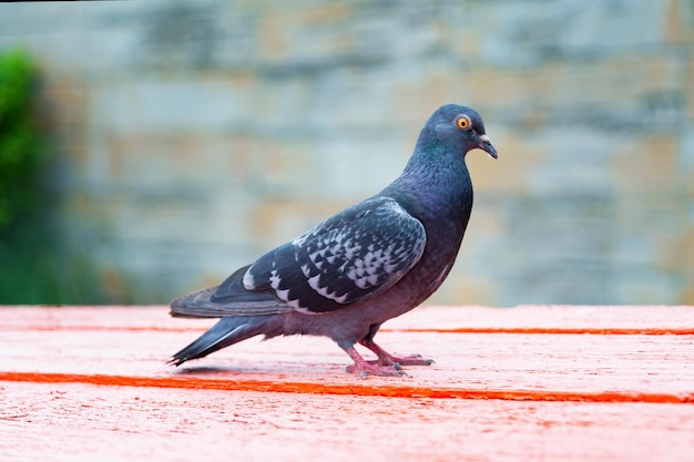 Taube stehend Taube oder Taube auf verschwommenem Hintergrund Konzeptfoto der Taube