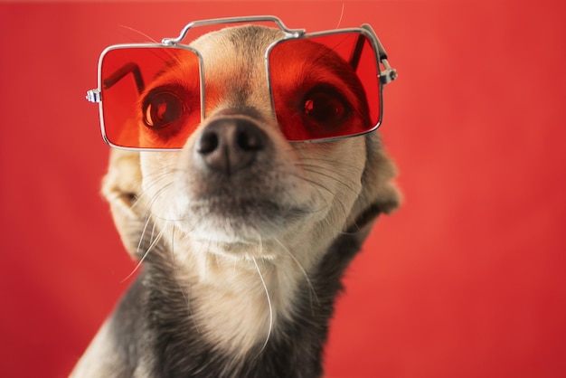 Foto terrier com óculos de sol, cãozinho engraçado.