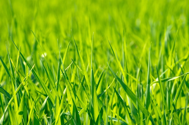 Textura de grama verde de um campo