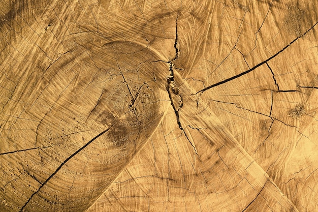 Textura de um tronco de árvore cortado com círculos anuais fechando Fundos abstratos de madeira natural