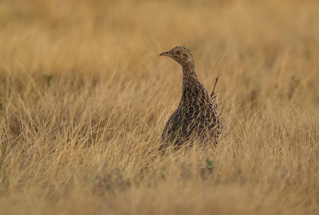 Tinamou em ambiente campestre, província de La Pampa, Argentina.