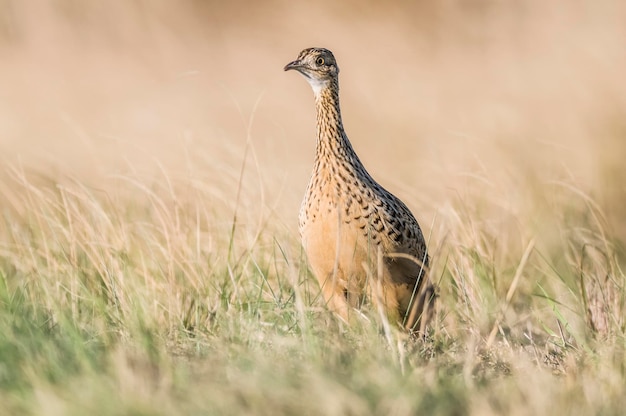 Tinamou em ambiente de pastagens Pampas Argentina