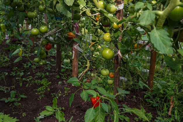 Tomates verdes crescendo em um tomate com efeito de estufa pendurado em um galho