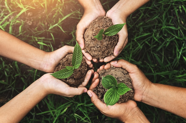 Foto três mãos segurando uma planta jovem para plantar