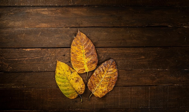 Trockene Herbstblätter liegen flach auf dunklem Holzhintergrund mit Kopierraum