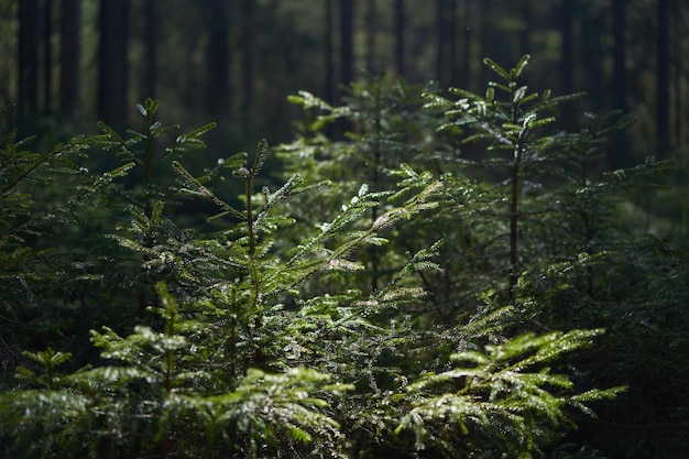 Tronco de árvore caído musgoso em uma floresta de coníferas verde