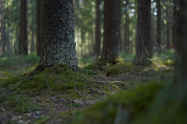 Troncos de abeto em uma floresta de coníferas verde primavera coberta de musgo