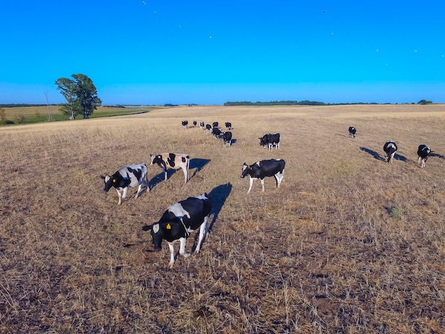 Tropa de cavalos na planície em La Pampa Argentina