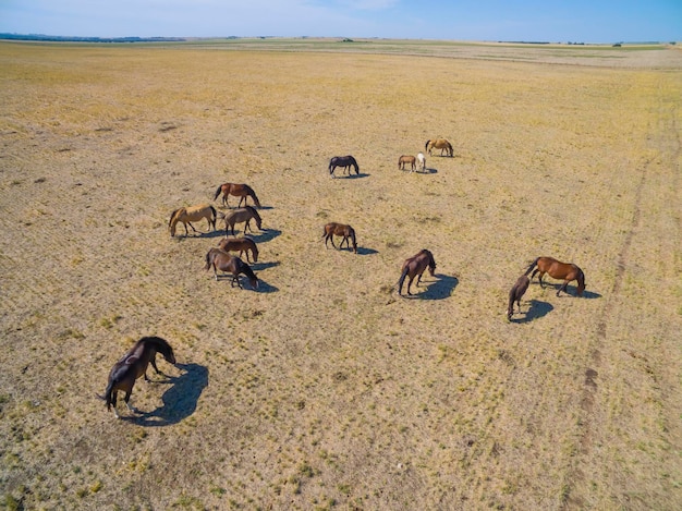 Tropa de cavalos na planície em La Pampa Argentina