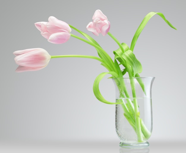 Tulipas em um vaso de vidro isoladas no fundo branco