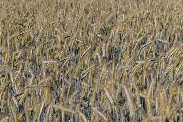 Um campo agrícola onde os cereais são cultivados para colher grãos