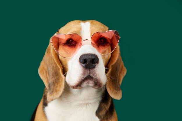 Foto um cão beagle usando óculos de sol em um fundo verde isolado