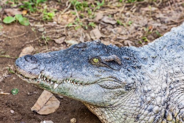 Um crocodilo com a boca aberta