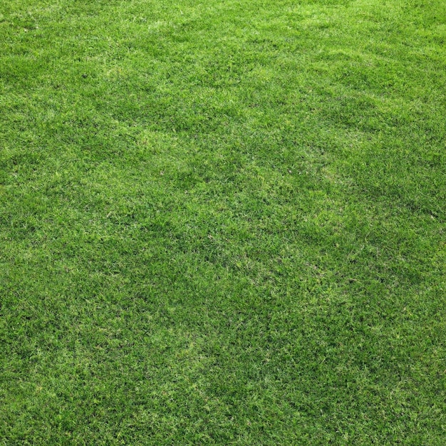 Foto um gramado verde com algumas folhas pequenas