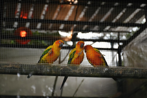 Foto um grupo de papagaios falando e se divertindo em um galho em uma gaiola no zoológico em um fundo de tom vintage e luzes laranjas em fundo desfocado