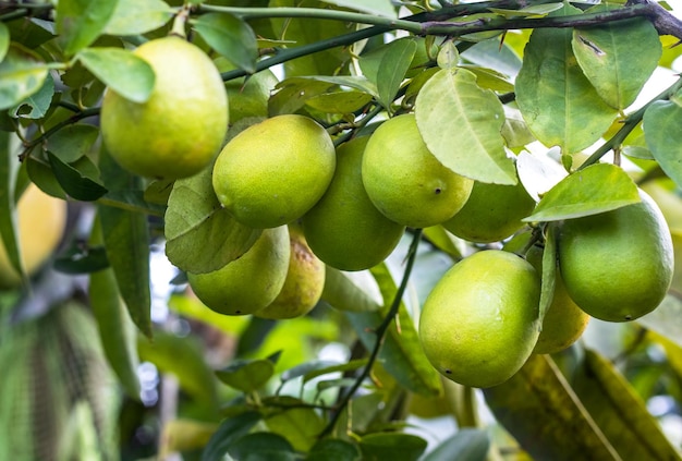 Um monte de limão maduro orgânico fresco ou frutas de limão penduradas em um galho dentro de uma fazenda agrícola