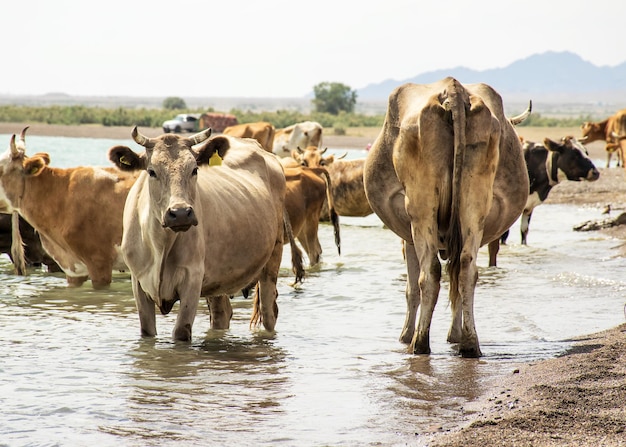 Um rebanho de vacas veio beber Seca no pasto Um touro protege vacas em um bebedouro