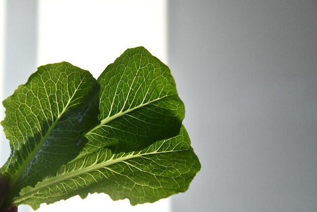 Foto uma folha verde com a letra r nela