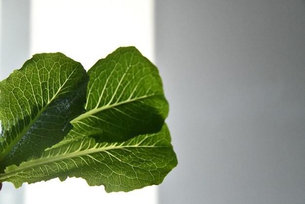 Foto uma folha verde de uma planta com a palavra "verde" nela