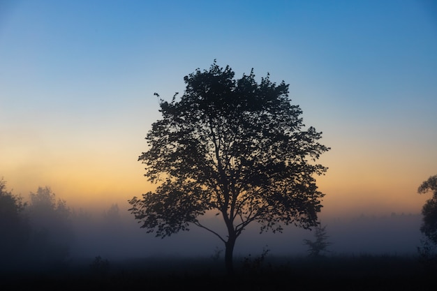 Uma pitoresca paisagem de outono, uma árvore solitária no contexto de um amanhecer enevoado, na margem do rio.