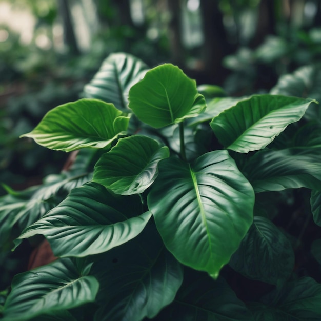 Foto uma planta postada com grandes folhas verdes